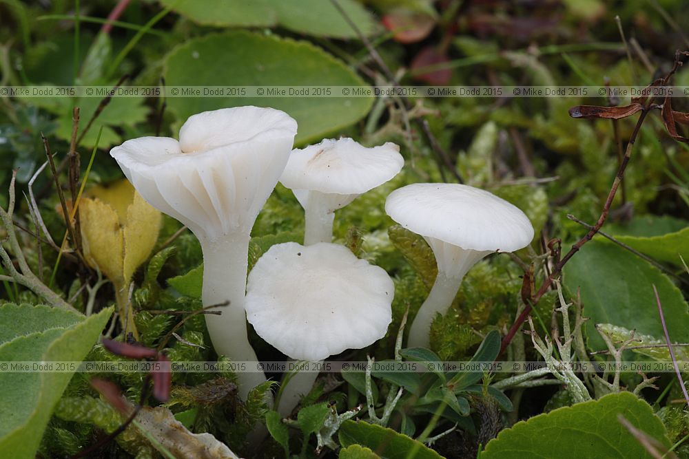 Cuphophyllus virgineus Snowy waxcap