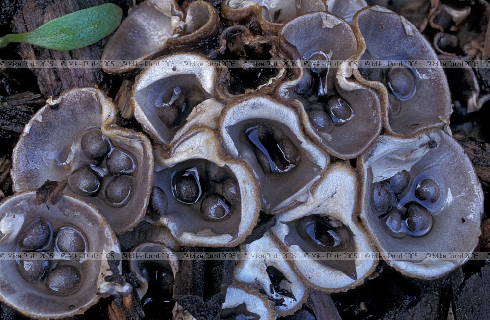 Cyathus olla Field Bird's nest