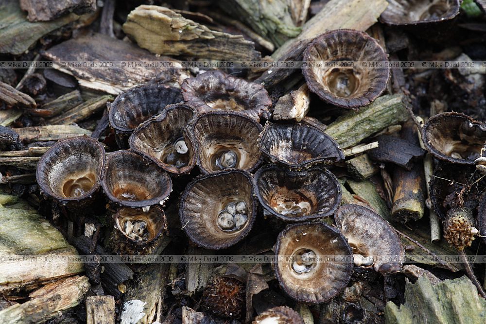 Cyathus striatus Fluted Bird's Nest