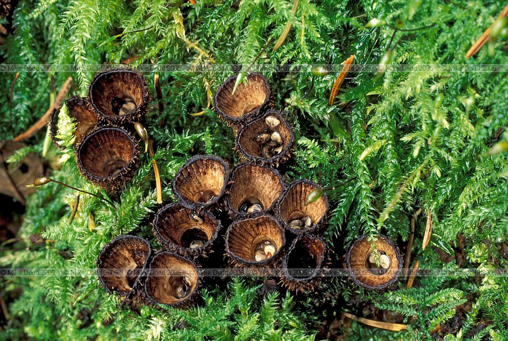 Cyathus striatus Fluted Bird's nest