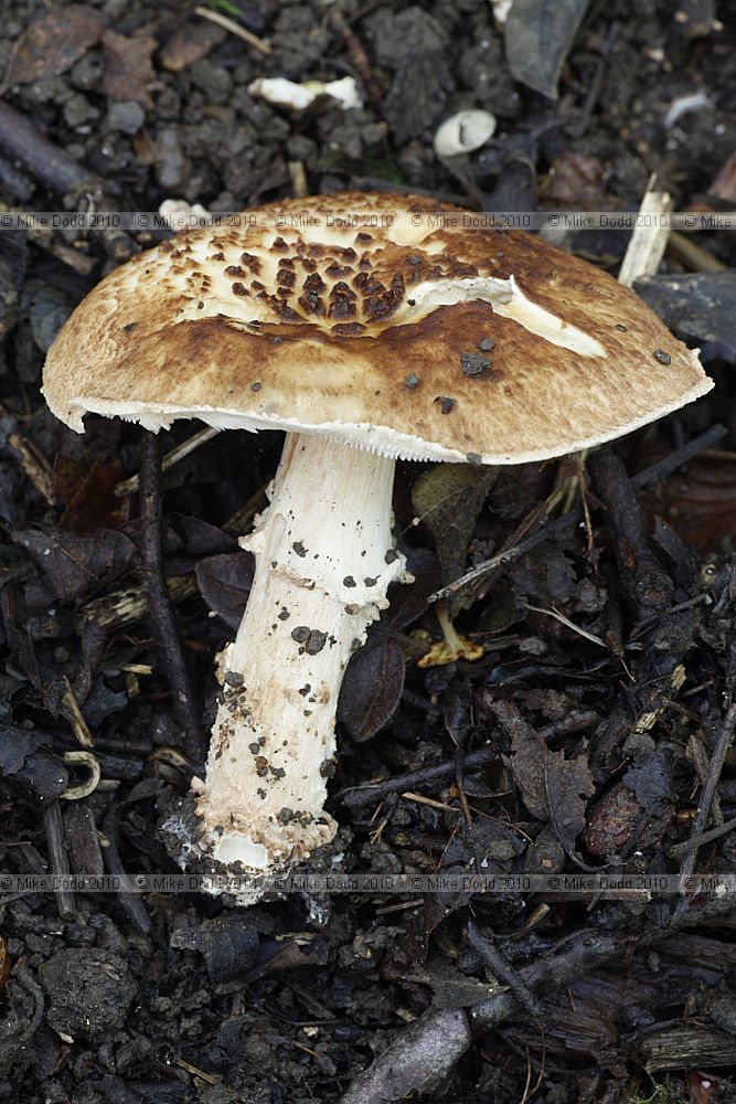 Cystolepiota echinacea (?)