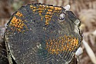 Dacrymyces stillatus Common Jellyspot