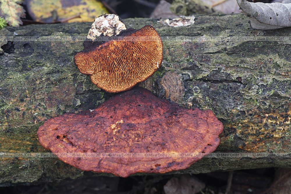 Daedaleopsis confragosa Blushing Bracket