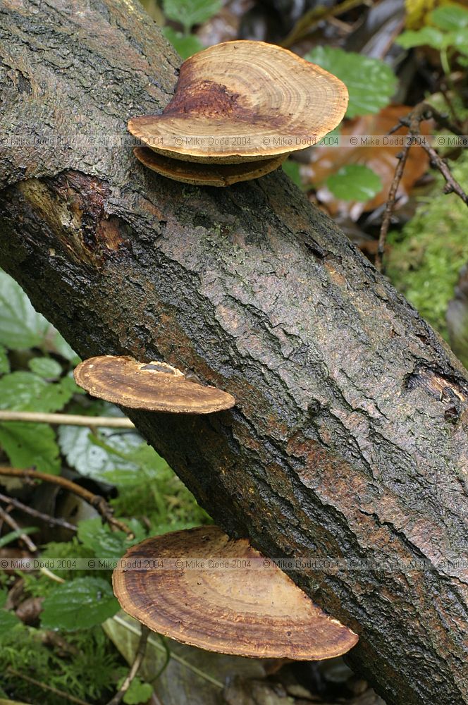 Daedaleopsis confragosa Blushing bracket