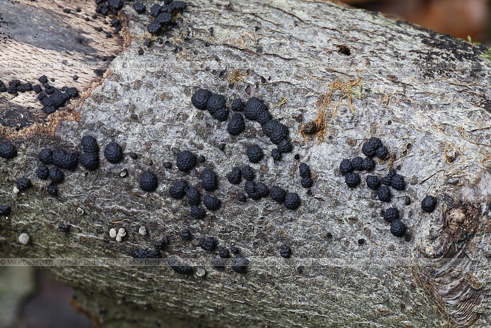 Diatrype disciformis Beech Barkspot