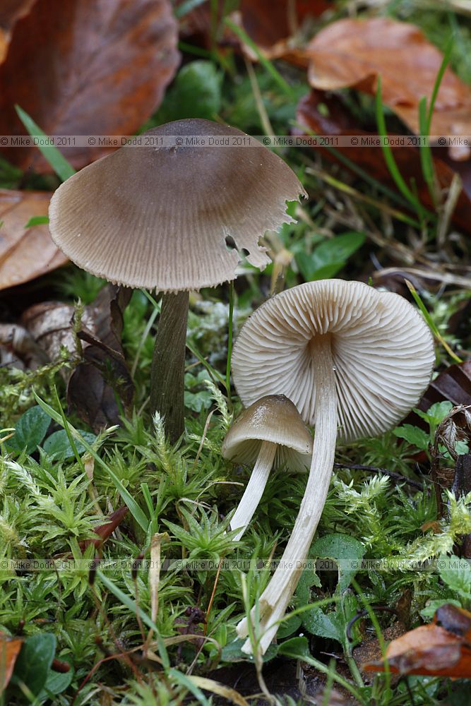 Entoloma conferendum