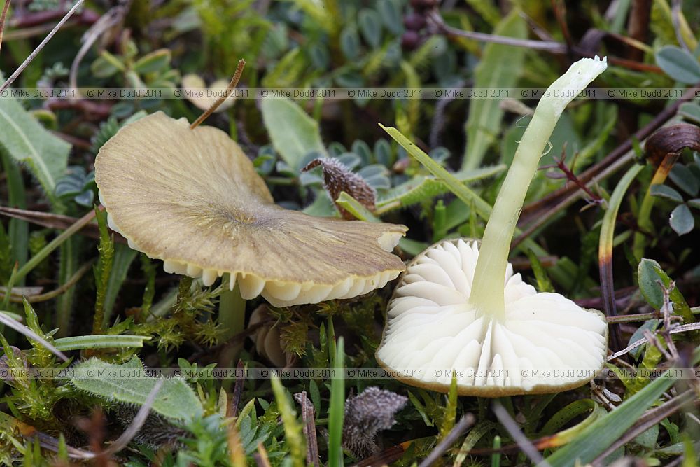 Entoloma incanum