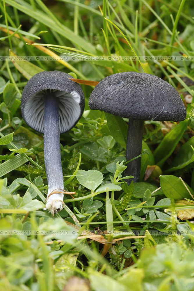 Entoloma nigroviolaceum (?)