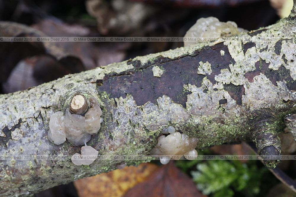 Exidia thuretiana White Brain