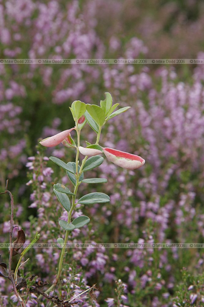 Exobasidium vaccinii Cowberry redleaf fungus on Vaccinium vitis-idaea