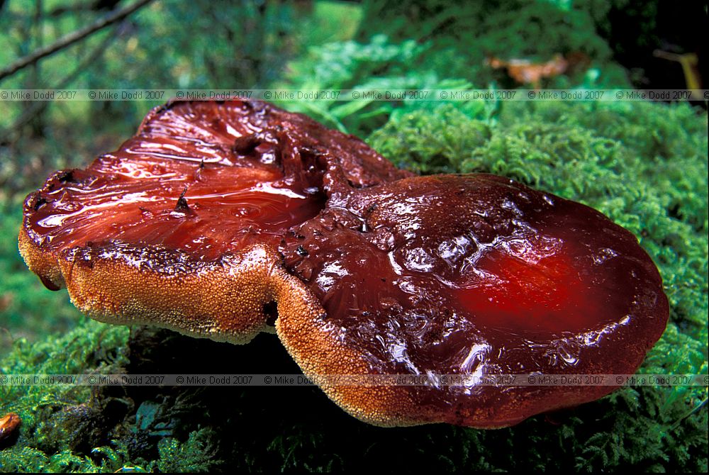 Fistulina hepatica Beefsteak fungus