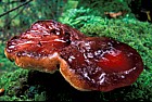 Fistulina hepatica Beefsteak fungus
