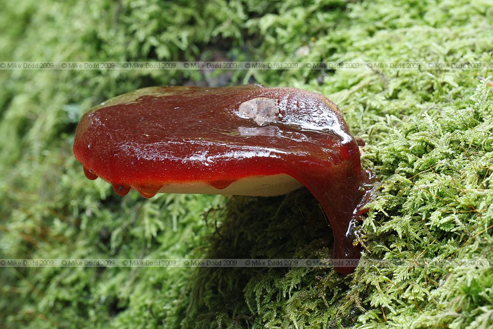 Fistulina hepatica Beefsteak Fungus