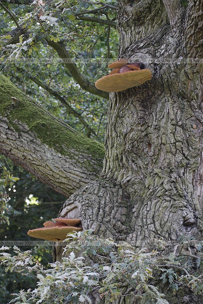 Fistulina hepatica Beefsteak Fungus