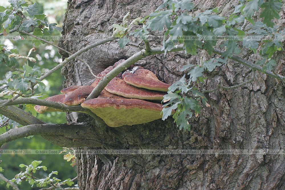 Fistulina hepatica Beefsteak fungus