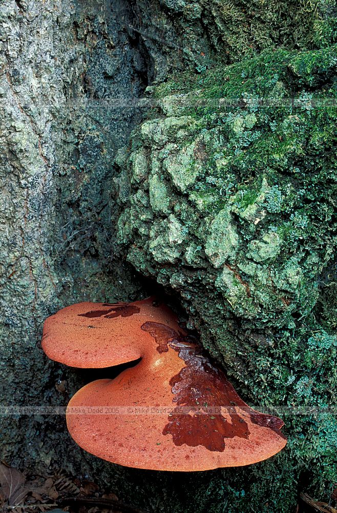 Fistulina hepatica Beefsteak fungus
