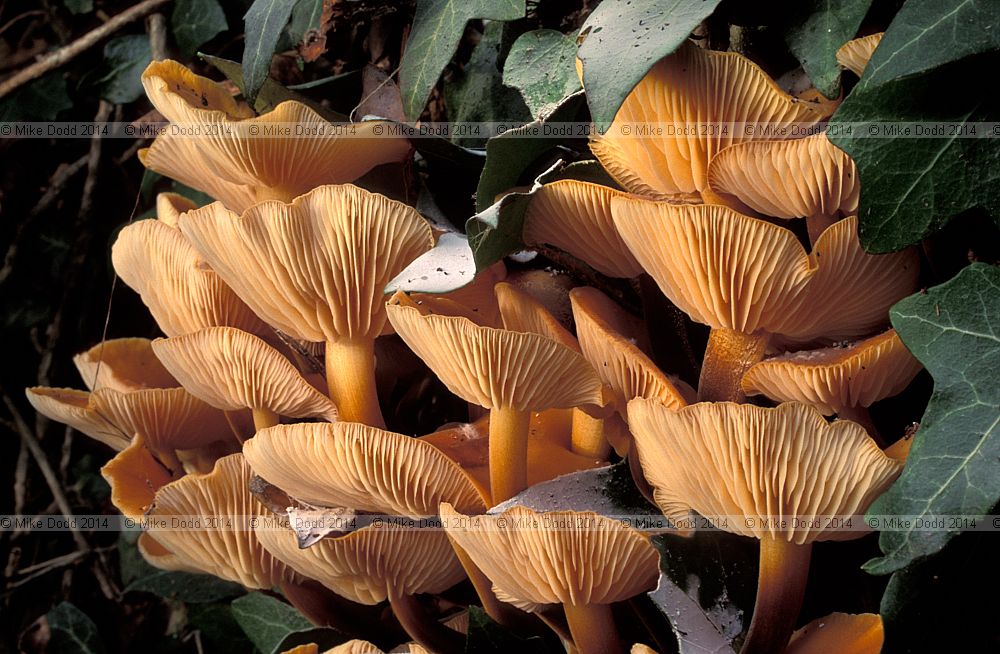 Flammulina velutipes Velvet Shank