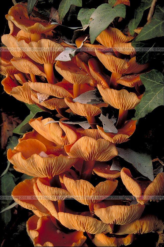 Flammulina velutipes Velvet Shank