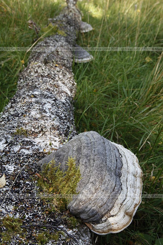 Fomes fomentarius Hoof Fungus or Tinder Bracket