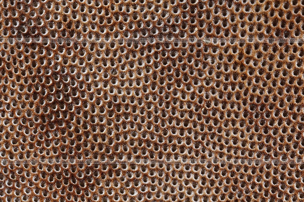 Fomes fomentarius Hoof Fungus underside of bracket