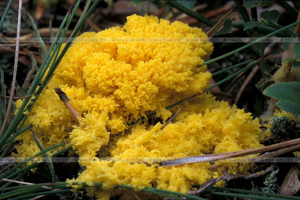 Fuligo septica Slime mould Myxomycetes