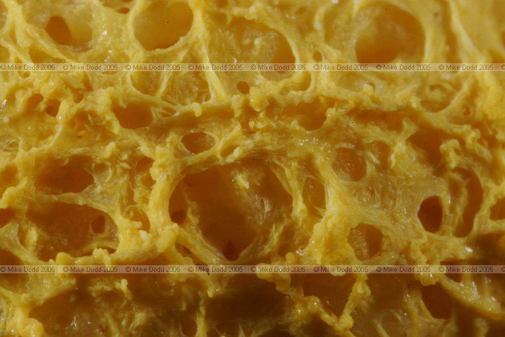 Fuligo septica Slime mould close-up