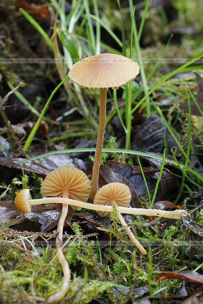 Galerina pumila Dwarf Bell