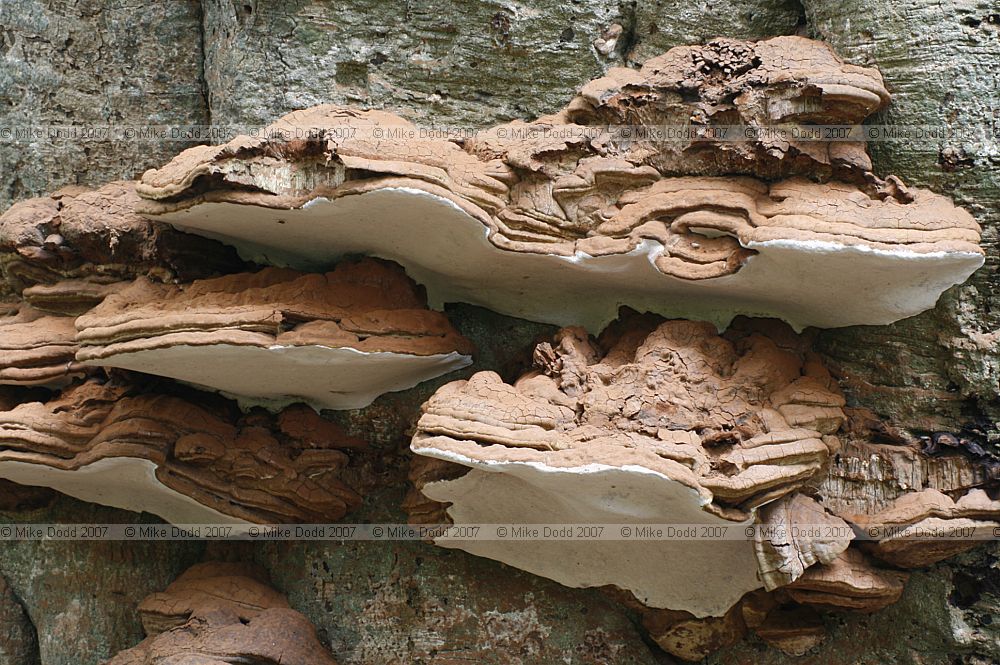 Ganoderma australe syn Ganoderma adspersum Southern Bracket