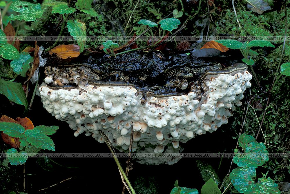 Ganoderma applanatum Artist's Bracket with galls caused by Agathomyia wankowiczii Yellow flat-footed fly