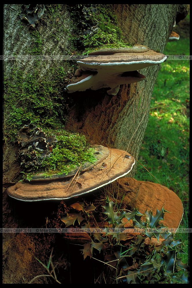Ganoderma applanatum Artist's bracket