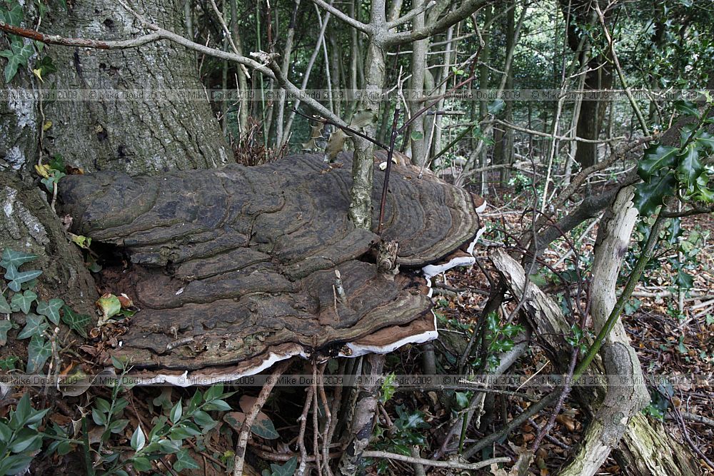 Ganoderma australe Southern Bracket
