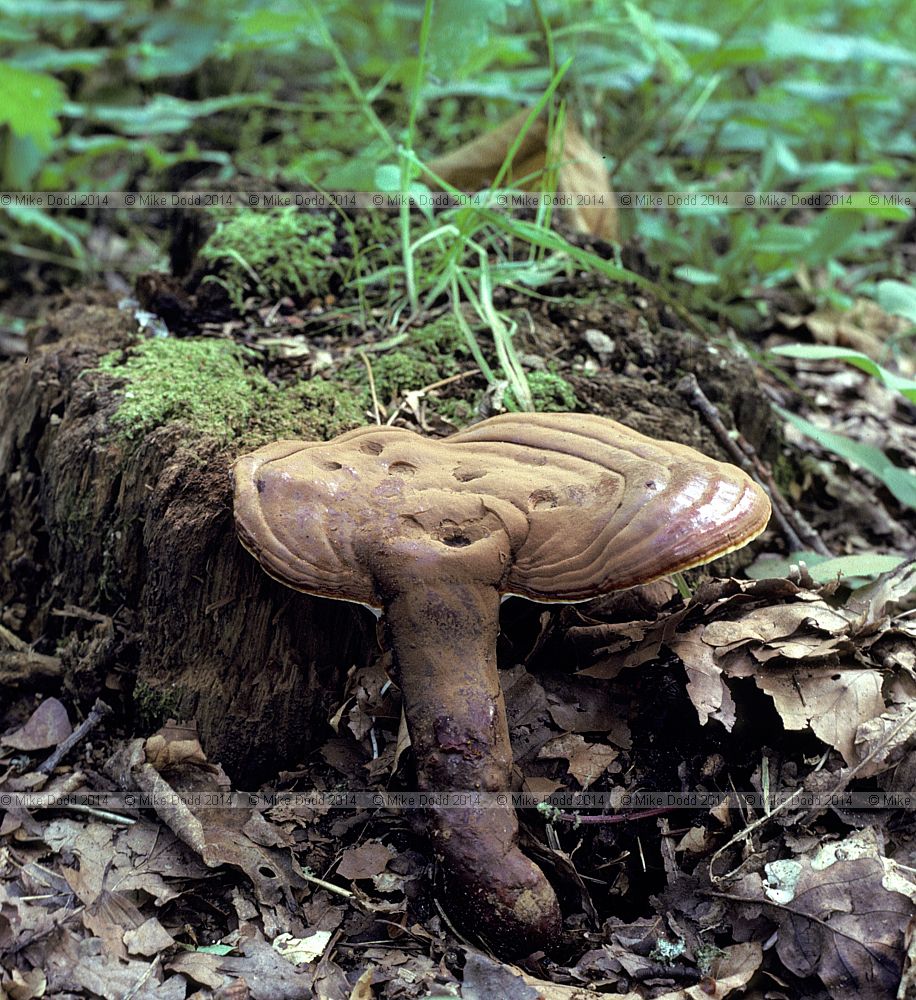 Ganoderma lucidum Lacquered bracket