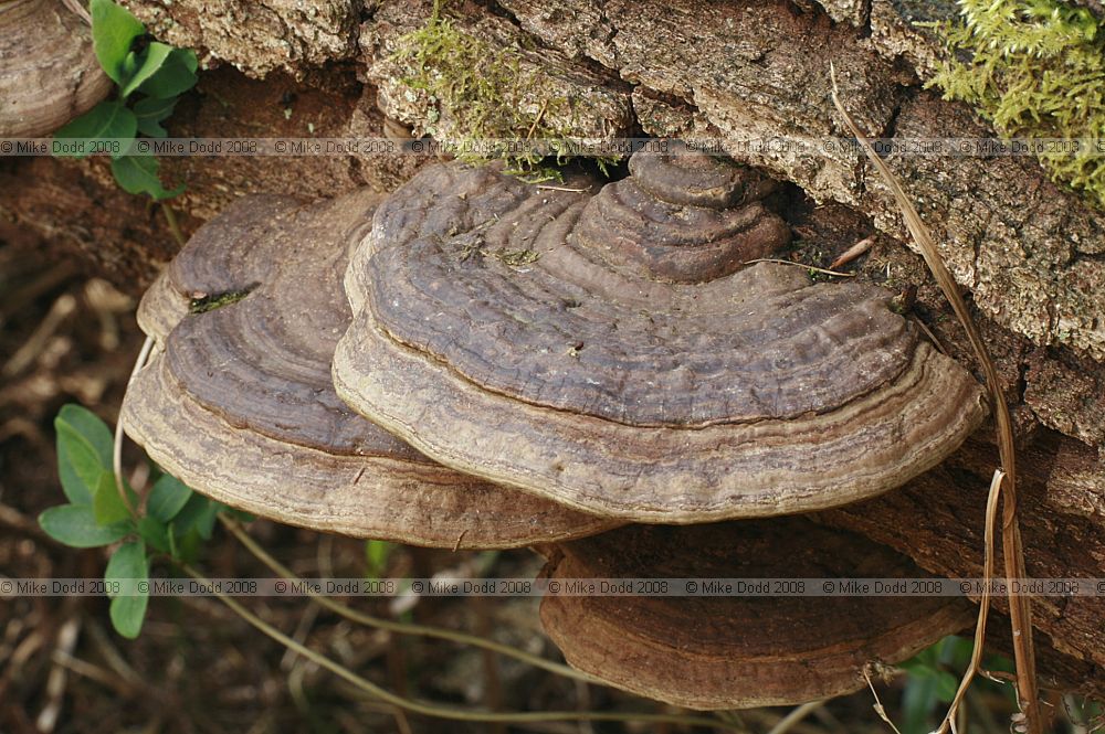 Ganoderma pfeifferi Beeswax bracket