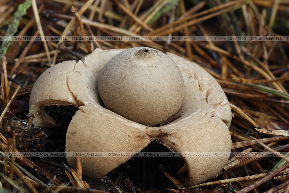 Geastrum fimbriatum Sessile Earthstar