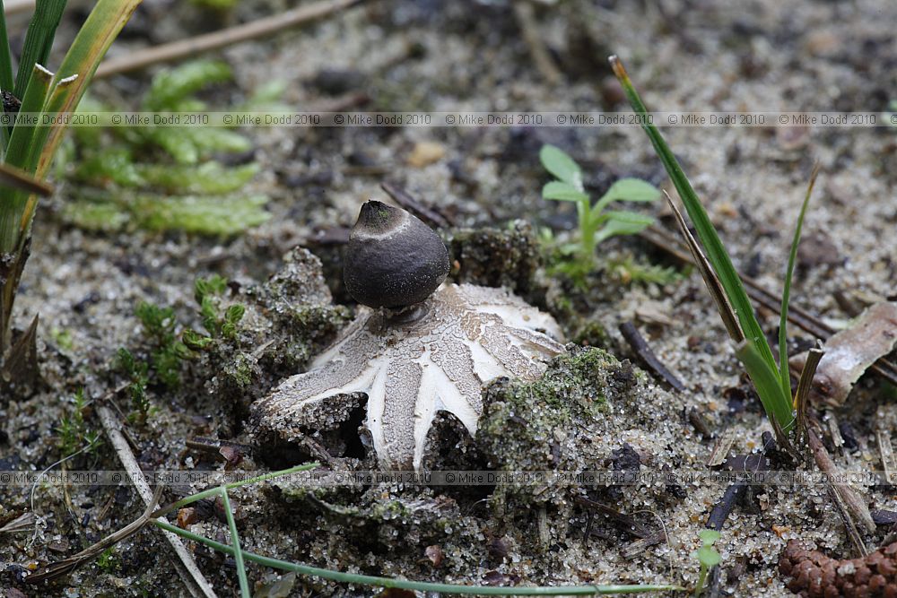 Geastrum minimum Tiny Earthstar