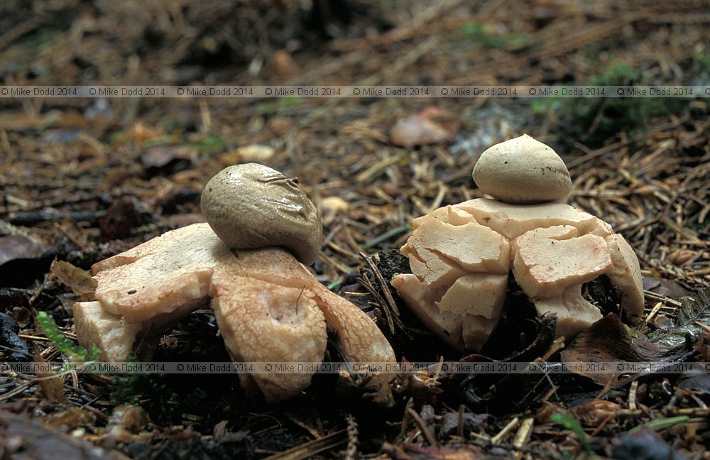 Geastrum sessile syn Geastrum fimbriatum Sessile Earthstar