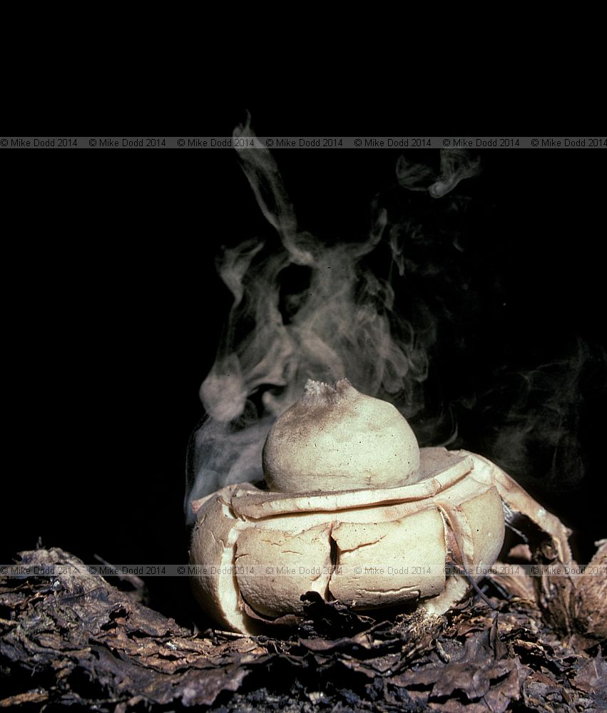 Geastrum triplex Collared earthstar