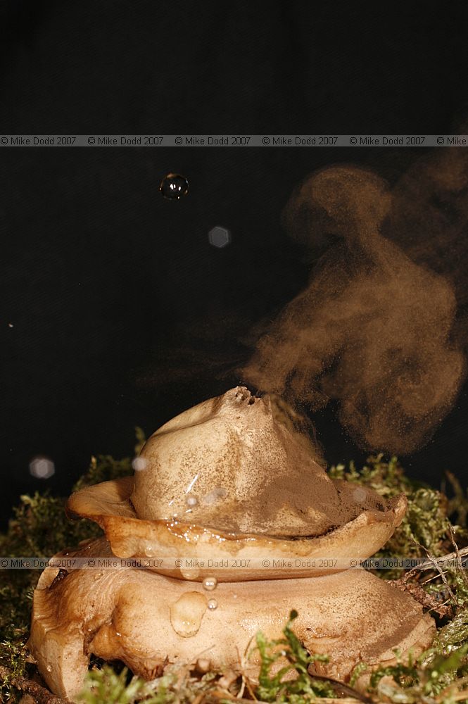 Geastrum triplex Collared Earthstar