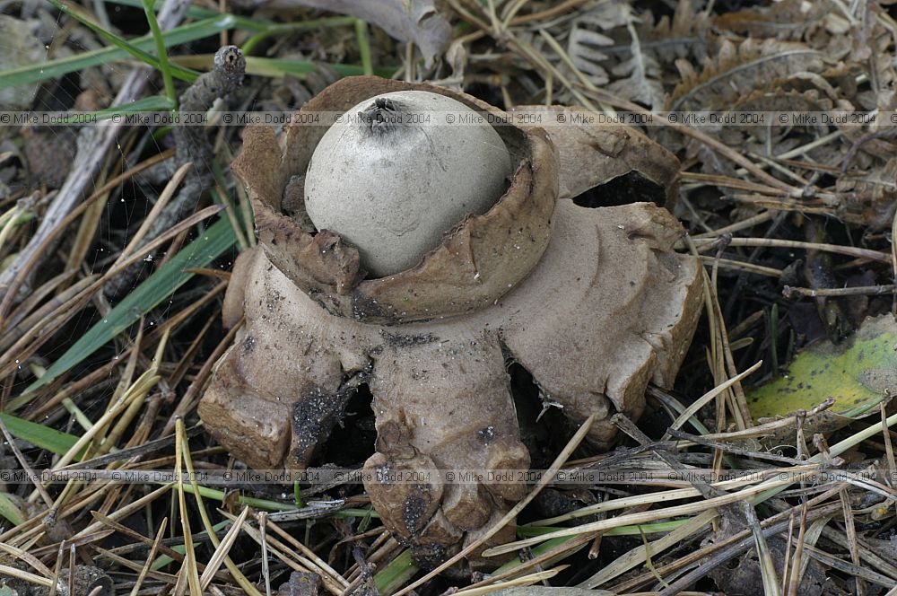 Geastrum triplex Collared earthstar