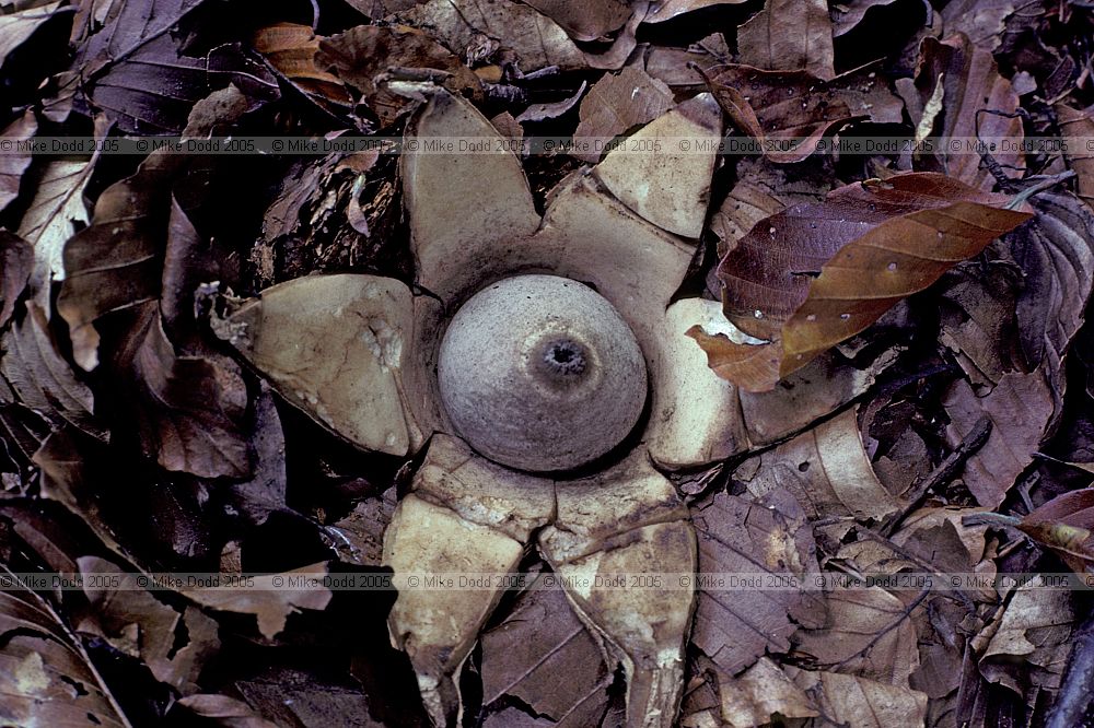 Geastrum triplex Collared earthstar