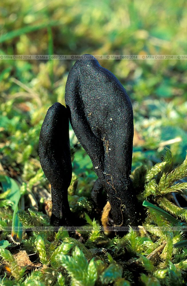 Geoglossum cookeianum