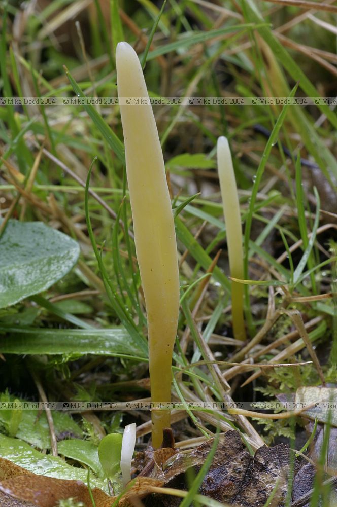 Geoglossum like fungus