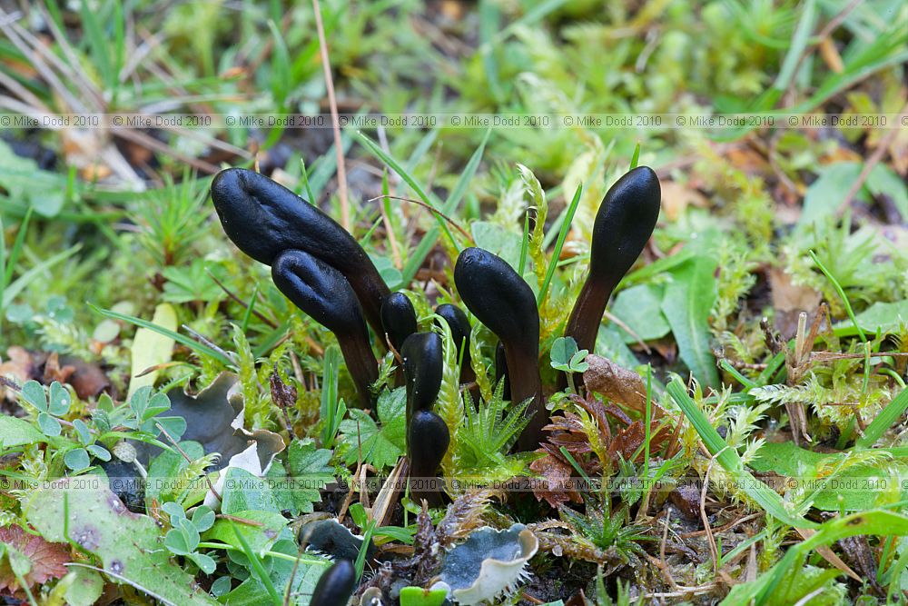 Geoglossum umbratile
