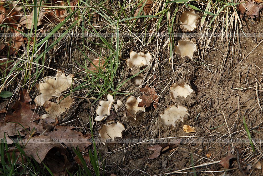 Geopora sumneriana Cedar Cup