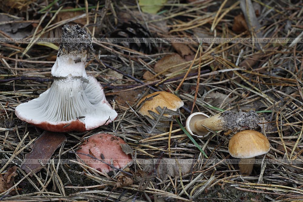 Gomphidius roseus Rosy Spike with Suillus bovinus