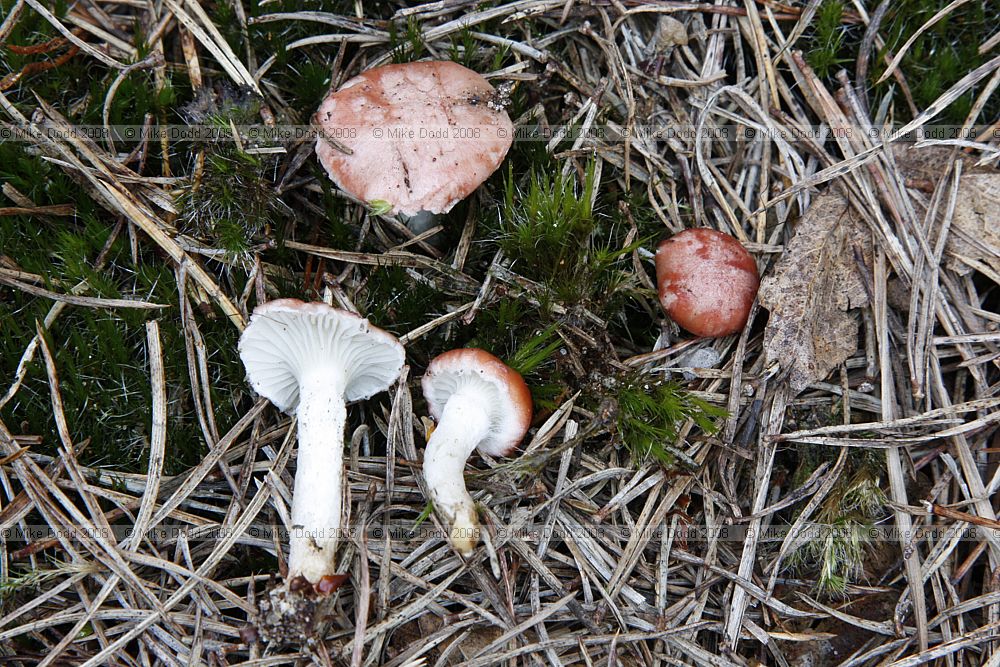 Gomphidius roseus Rosy Spike