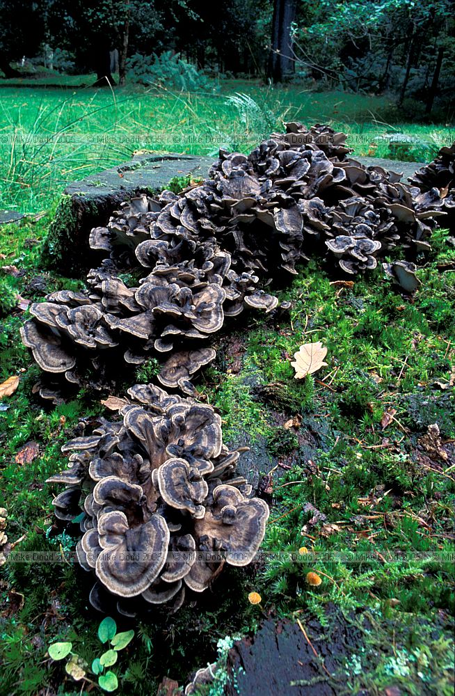 Grifola frondosa Hen of the woods