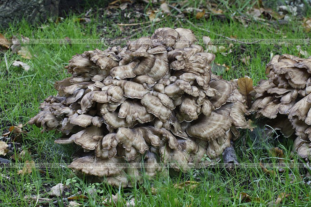 Grifola frondosa Hen of the Woods