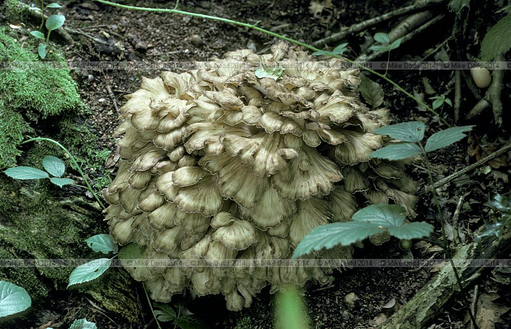 Grifola frondosa Hen of the woods