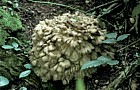 Grifola frondosa Hen of the woods